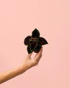 Coleo Wizard Dark Mini - Pur Plant