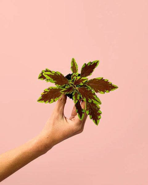 Coleus Wizard Fusion Mini