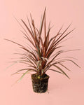 Cordyline L