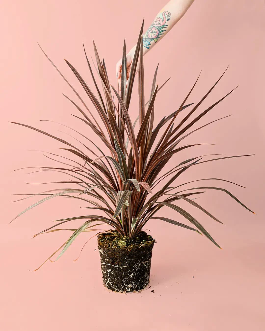 Cordyline L - Pur Plant