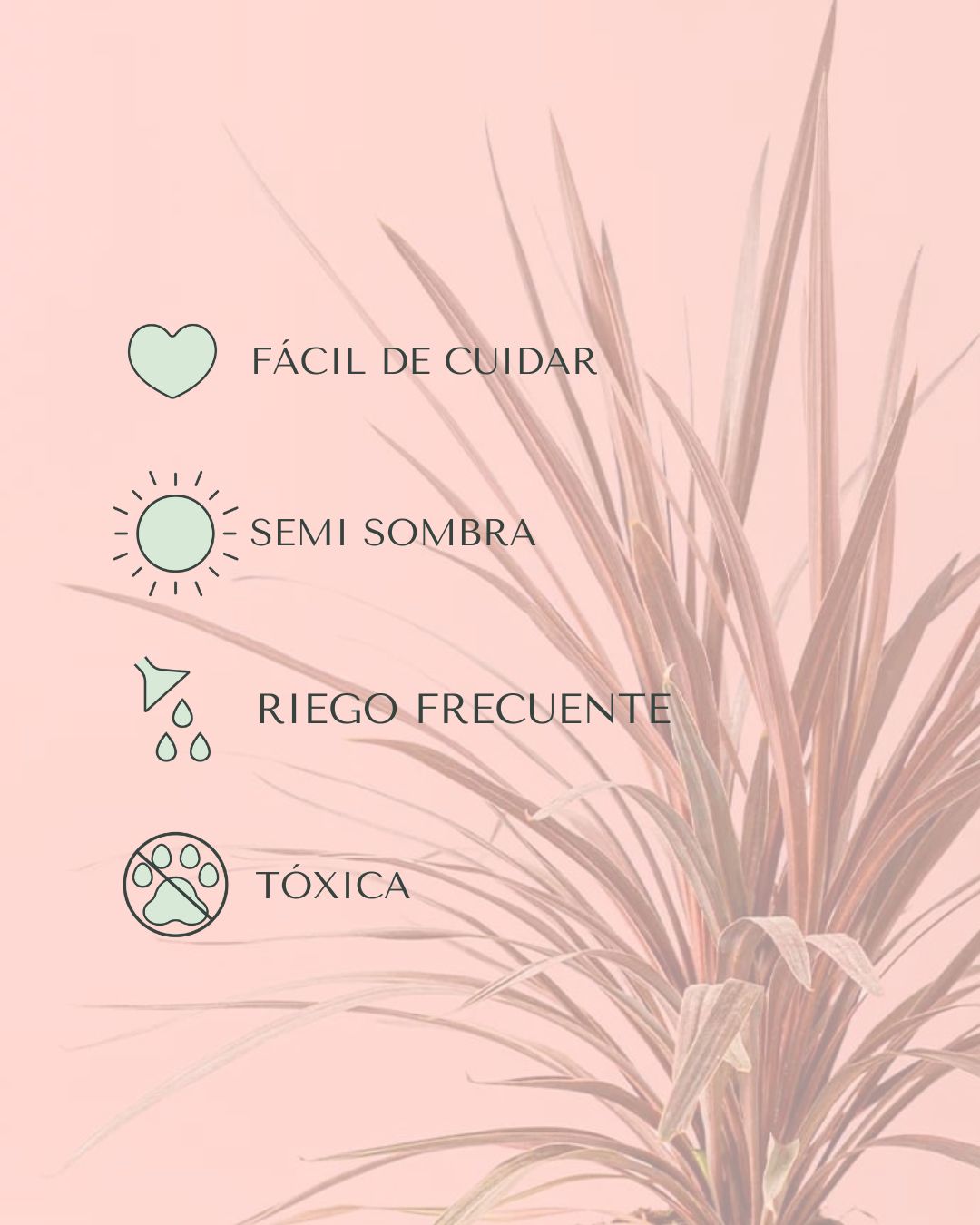 Cordyline L - Pur Plant