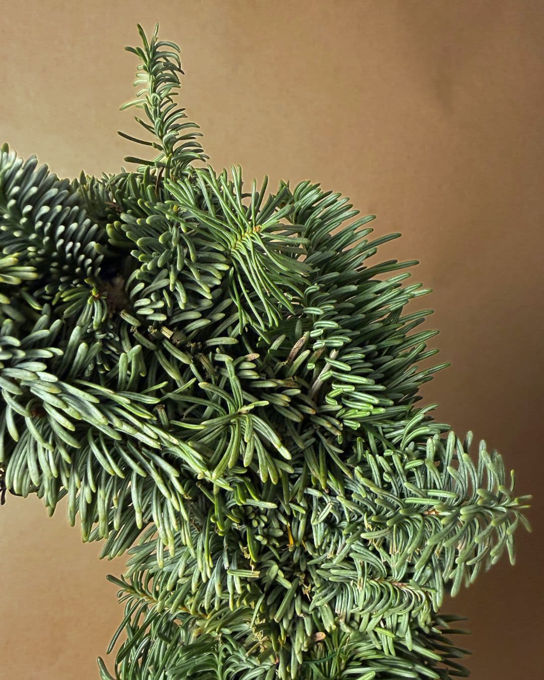 Corona de Navidad Natural Verde - Pur Plant