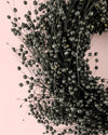 Corona Negra - Pur Plant