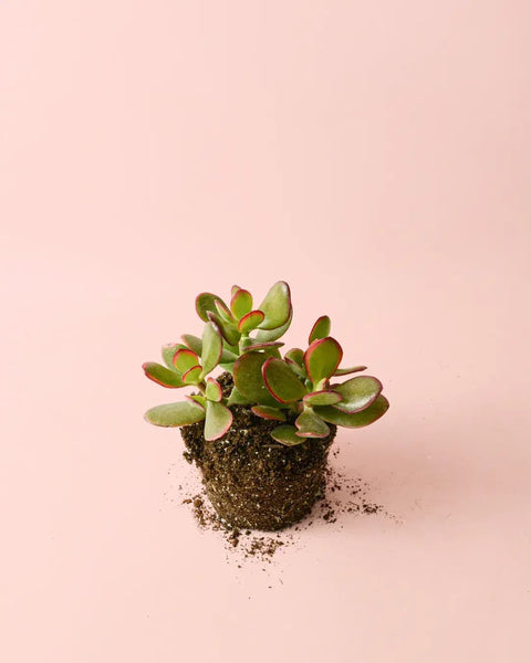 Crassula Ovata – Planta-jade M