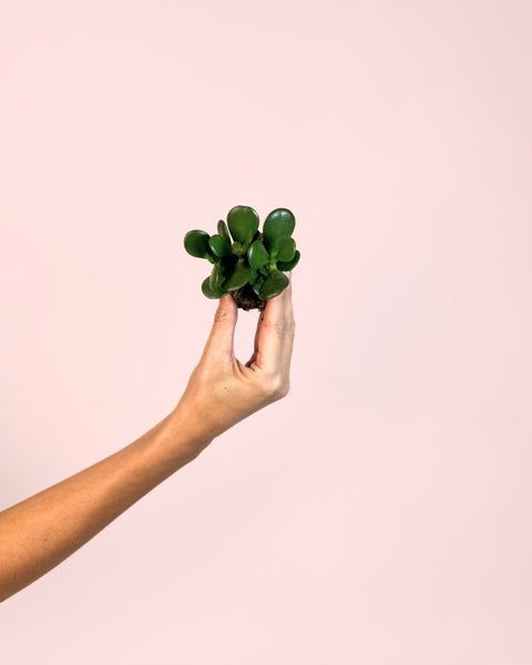 Crassula Ovata – Árvore de Jade Mini