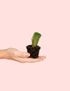 Crassula Templo de Buda Mini - Pur Plant
