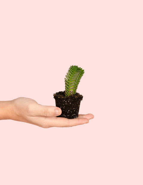 Crassula Templo de Buda Mini