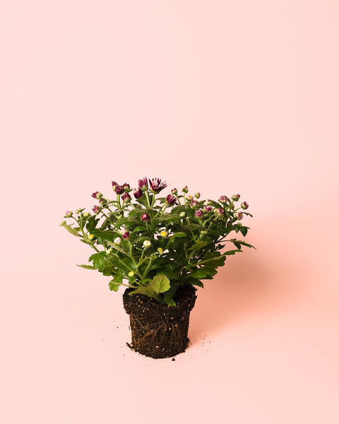 Crisântemo Roxo M