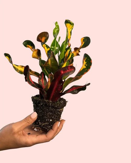 Croton Banana Mini - Pur Plant