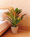 Croton Petra M - Pur Plant