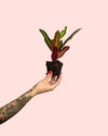 Croton Petra Mini - Pur Plant