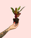 Croton Petra Mini - Pur Plant