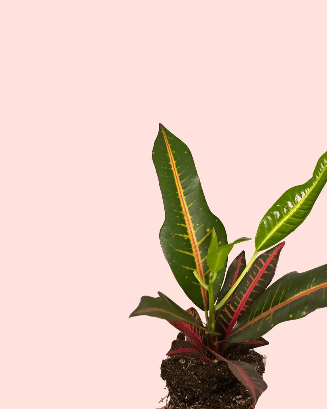Croton Petra Mini - Pur Plant