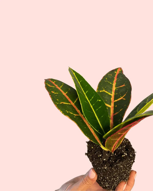 Croton Petra Rounded Mini - Pur Plant