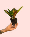 Croton Petra Rounded Mini - Pur Plant