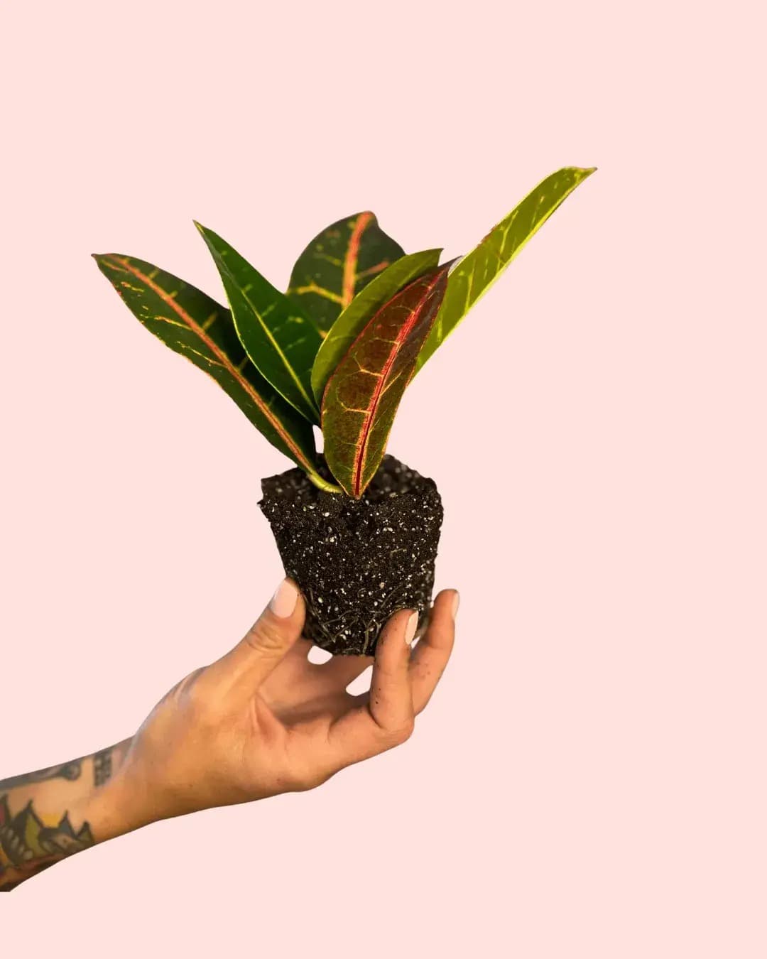 Croton Petra Rounded Mini - Pur Plant