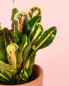 Croton Polvo de Oro Mini - Pur Plant