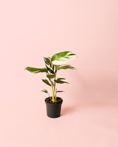 Ctenanthe Princess Dalya Mini - Pur Plant