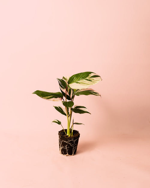 Ctenanthe Princess Dalya Mini - Pur Plant