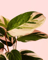 Ctenanthe Princess Dalya Mini - Pur Plant
