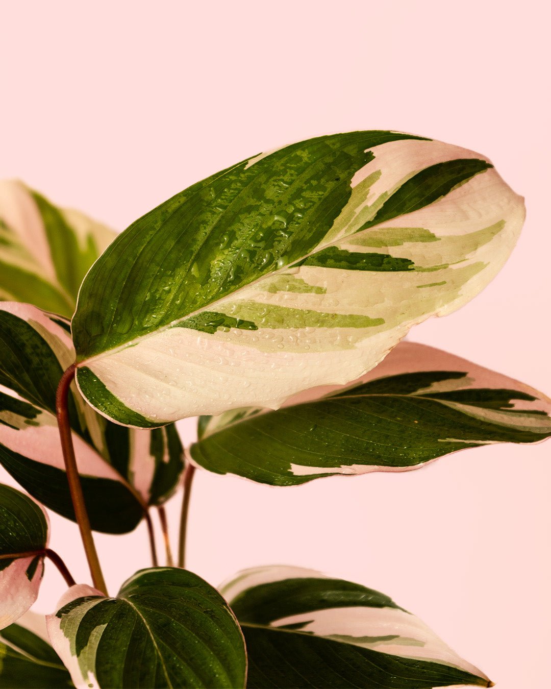 Ctenanthe Princess Dalya Mini - Pur Plant