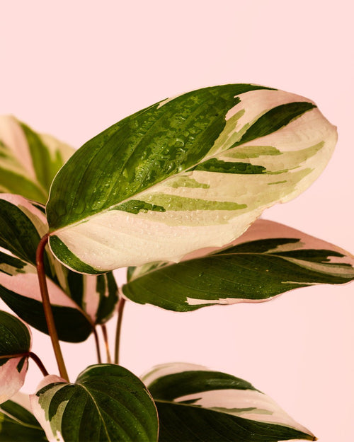 Ctenanthe Princess Dalya Mini - Pur Plant