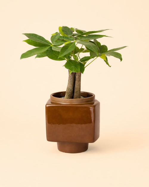 Cube – Mini Maceta Cerámica Marrón 9 cm - Pur Plant