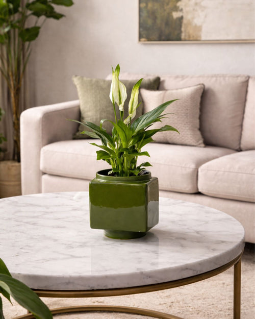 Cube – Mini Maceta Cerámica Verde 9 cm - Pur Plant