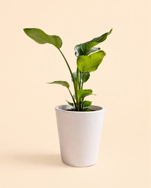 Cubo - Macetero blanco XL 33 cm - Pur Plant