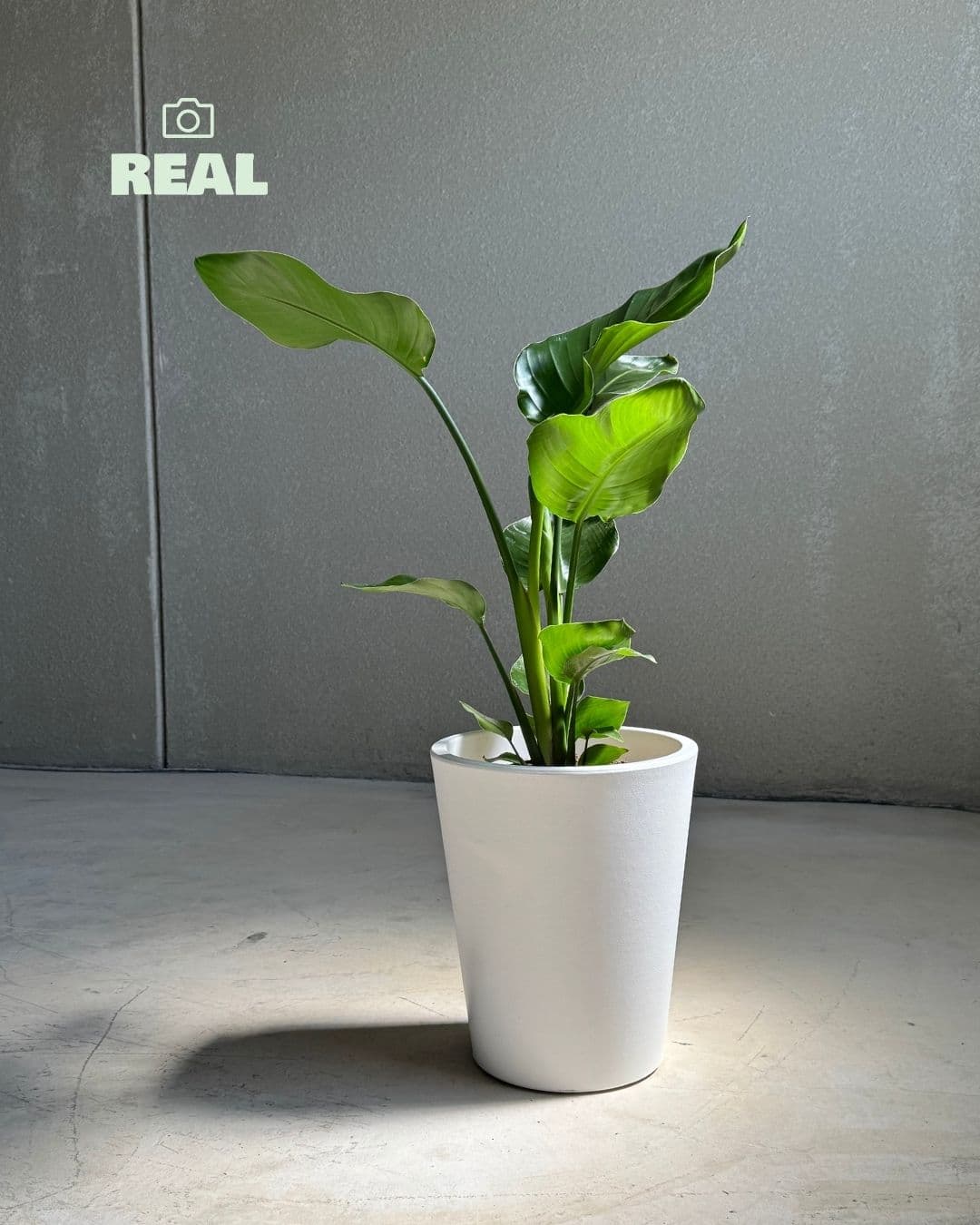 Cubo - Macetero blanco XL 33 cm - Pur Plant