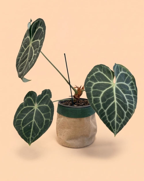 cubre_macetas_yute_verde_planta