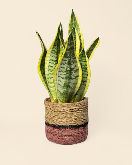Cubremacetas Yute Rosa M – 12 cm - Pur Plant