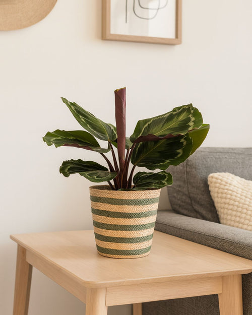 Cubremacetas Yute Verde 12 cm - Pur Plant