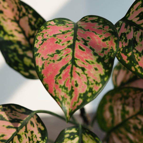 Como Cuidar da Aglaonema