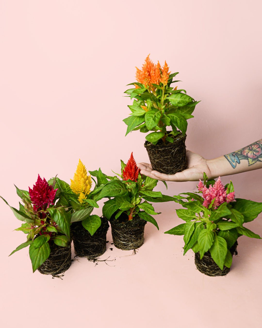 cuidados-celosia planta