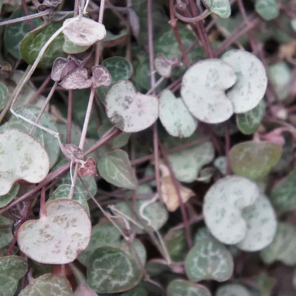 Como Cuidar da Ceropegia Woodii