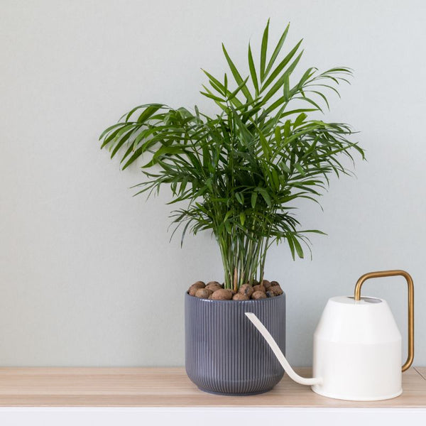 Como Cuidar da Chamaedorea Elegans