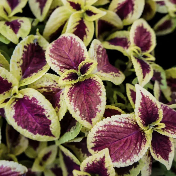 Como Cuidar do Coleus
