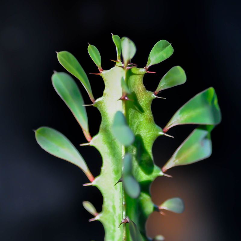 Como Cuidar da Euphorbia