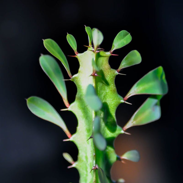 Como Cuidar da Euphorbia
