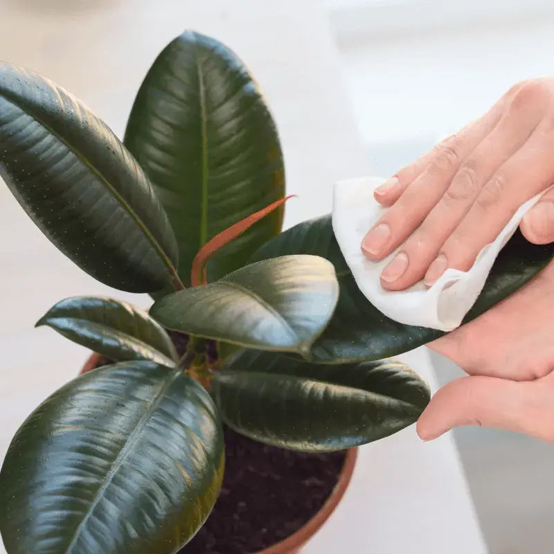 Como Cuidar de Ficus