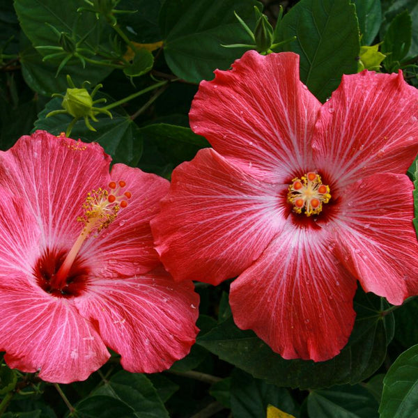Como Cuidar de Hibiscos