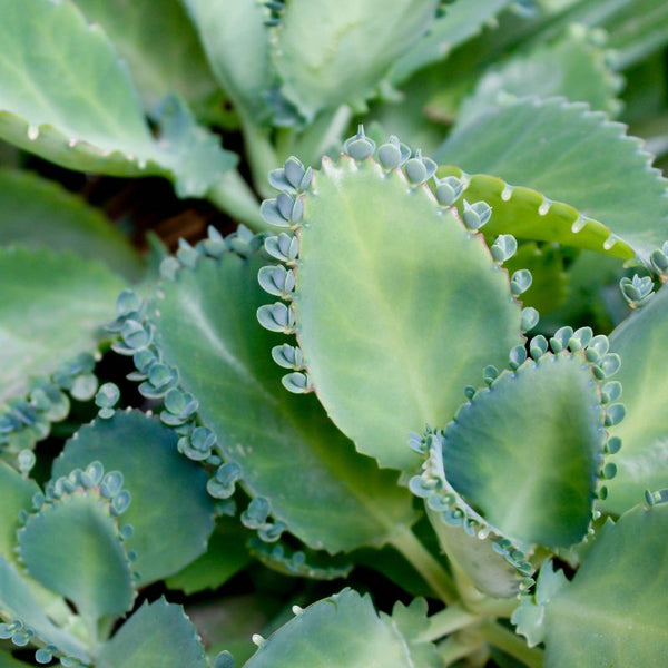 Como Cuidar Kalanchoe