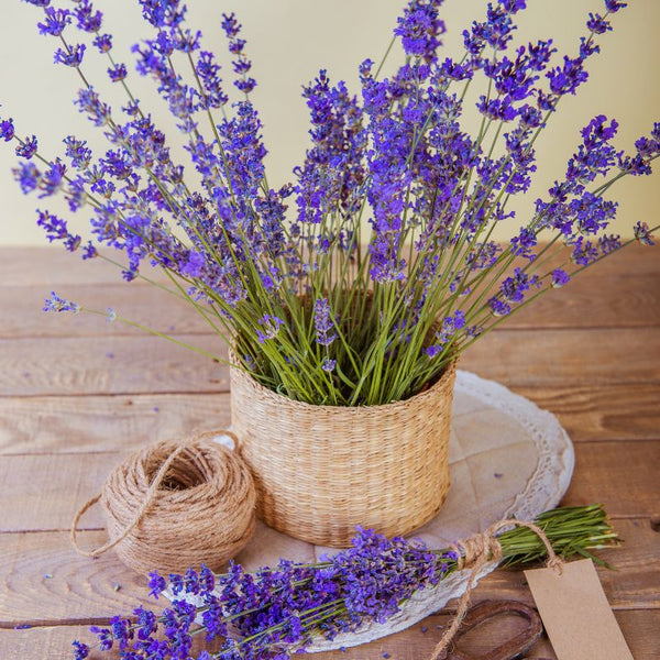 Como Cuidar da Lavanda