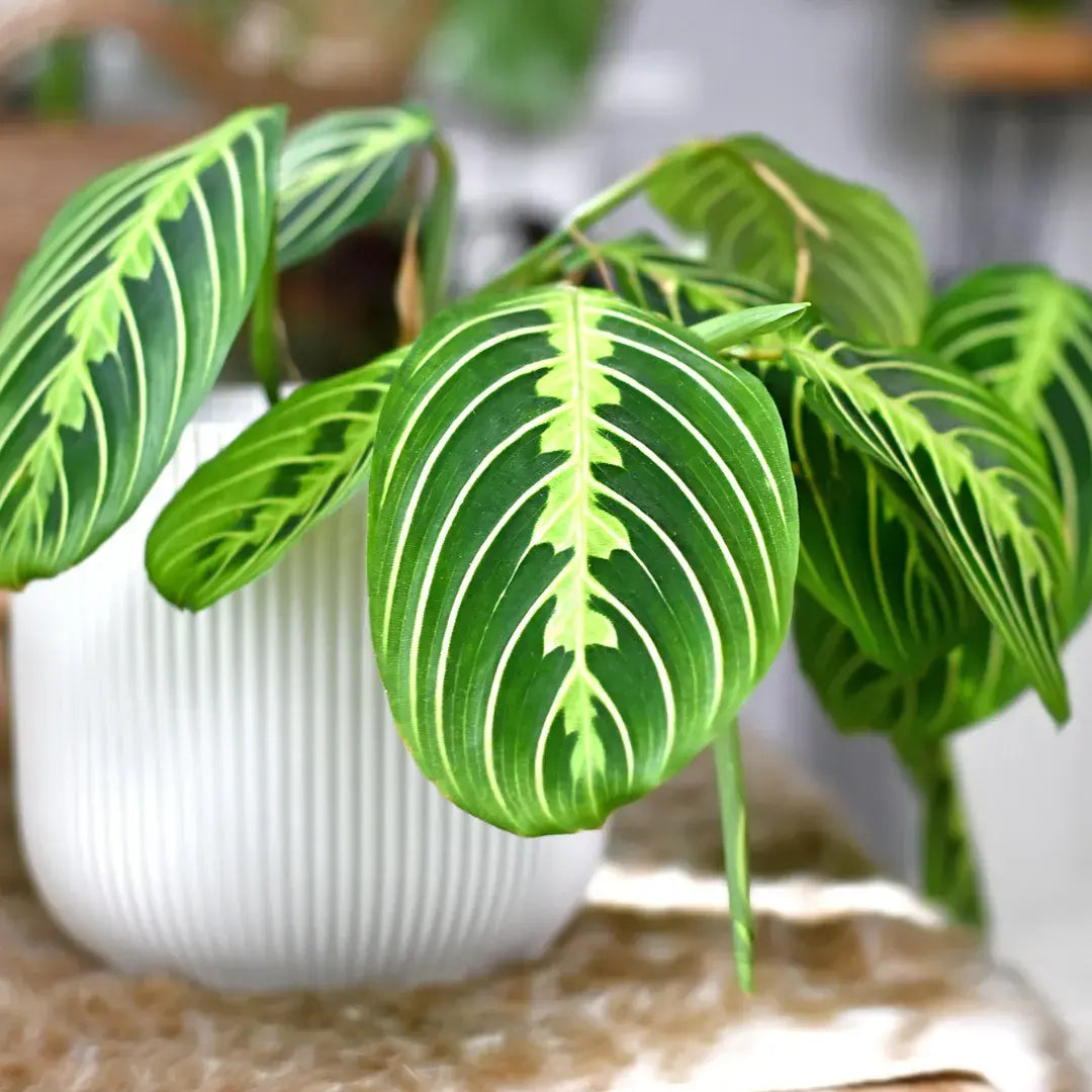 cuidados-maranta