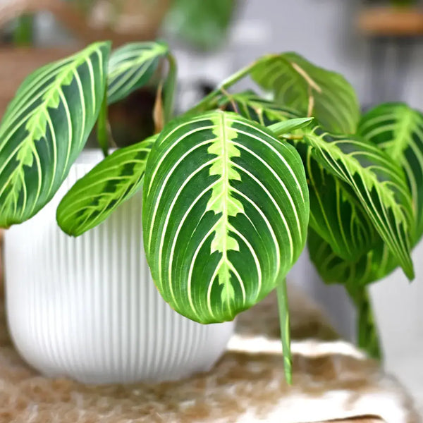Como Cuidar da Maranta