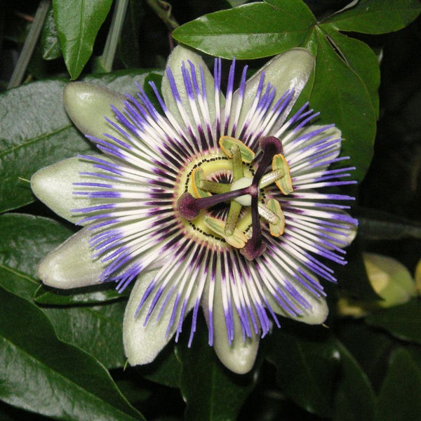Como Cuidar da Passiflora