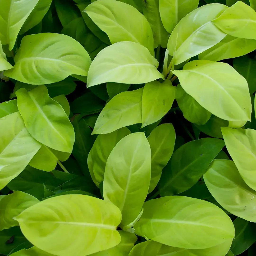 cuidados-philodendron