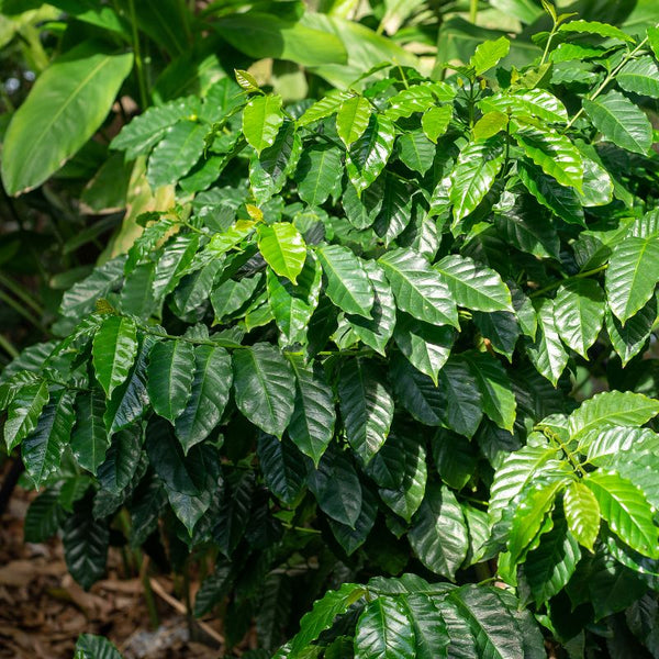 Como Cuidar da Planta do Café