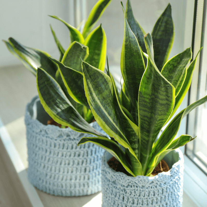 Como Cuidar Sansevieria